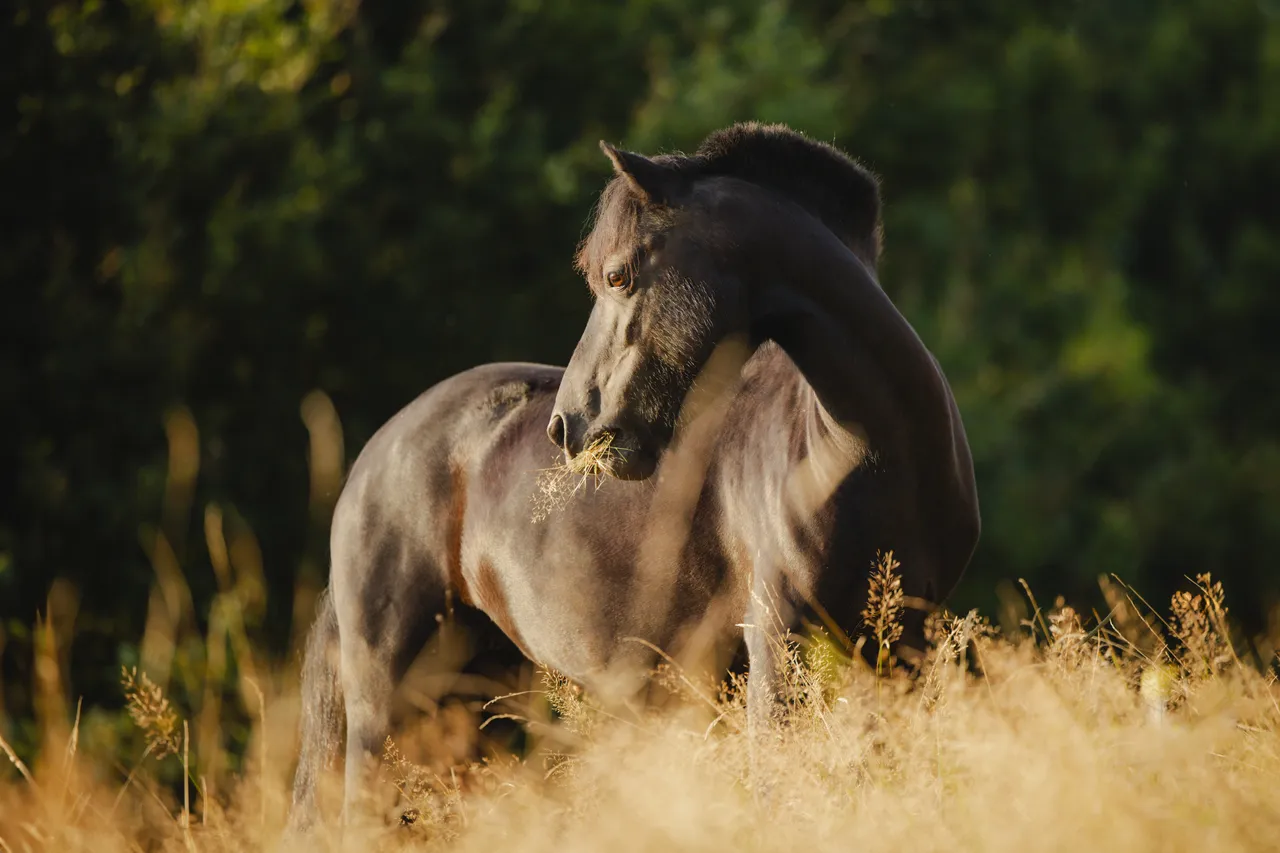 Pferd steht im goldenen Licht einer sommerlichen Wiese
