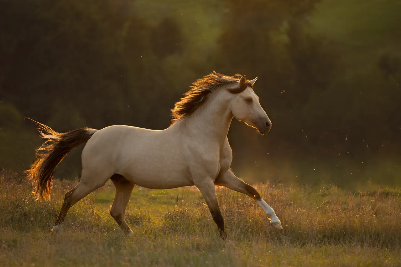 Pferd trabt frei über eine sommerliche Wiese